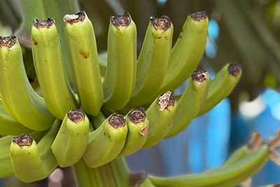 ハイランド・スーパーハイランドの有機栽培バナナ