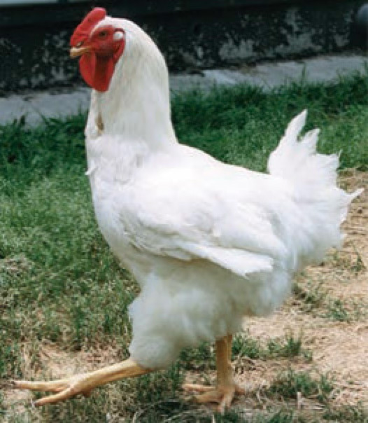 自然が育てた懐かしい旨さ