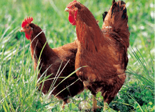 柔らかく歯応えがいい