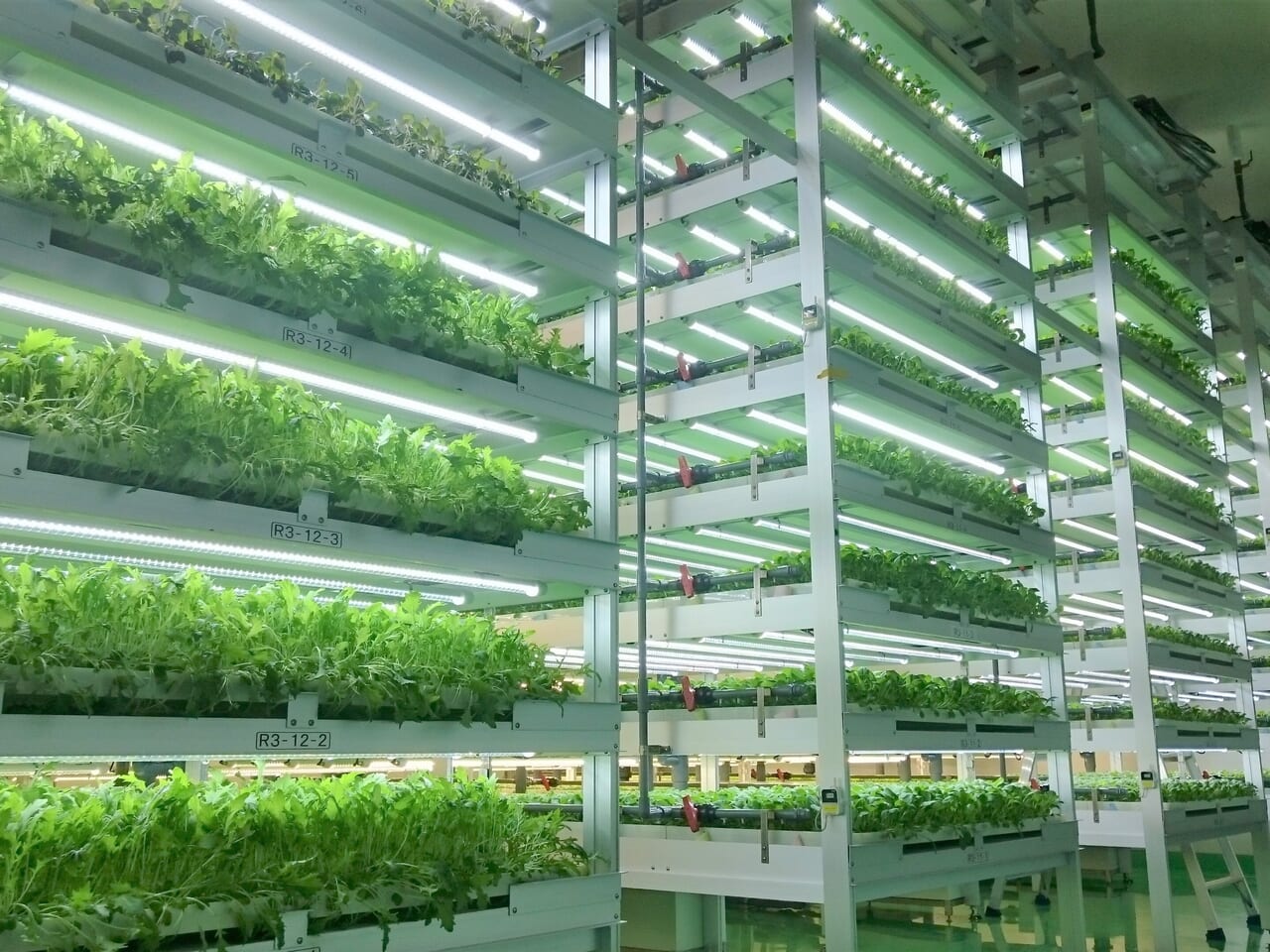 人の手に触れることなく栽培しています。