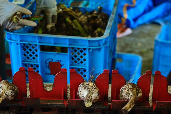 茎切り・根切り作業