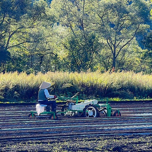 種子準備作業・植え付け・ 覆土作業・植え付けから2週間後