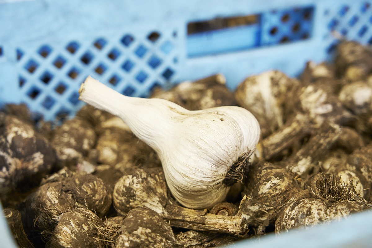 乾燥・選別作業