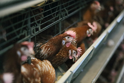 鶏の飼育