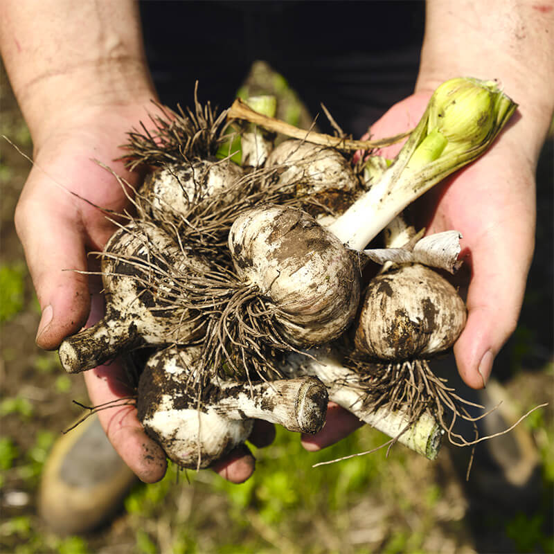 雑草取り・マルチ剥ぎ取り・収穫