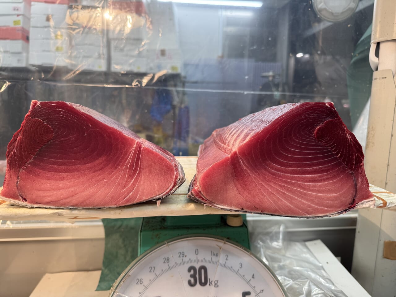 北海道森町本鮪