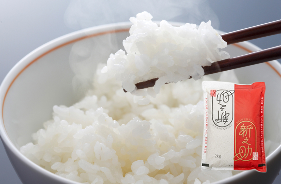 加治川産新之助 2kg