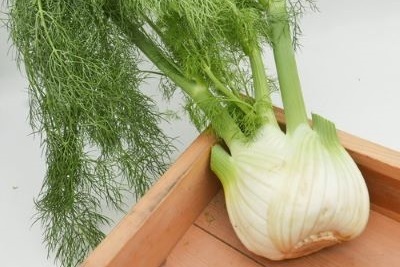 西洋野菜 ウイキョウ
