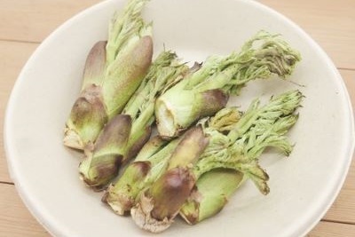 天然山菜 タラの芽