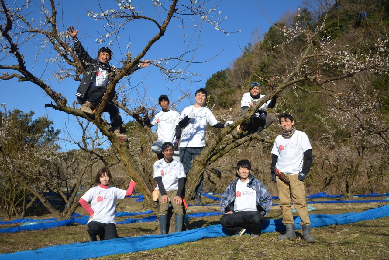 合計15ヘクタールの梅園を管理しています（業界TOPクラス）