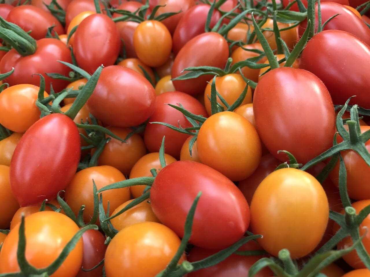 トマトとミニトマト