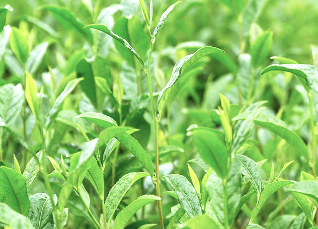 02 厳選されたお茶