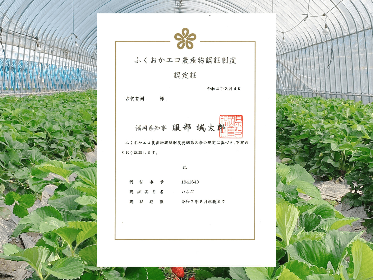 残留農薬0！厳しい栽培管理のもと育てられた安心安全の低農薬あまおう