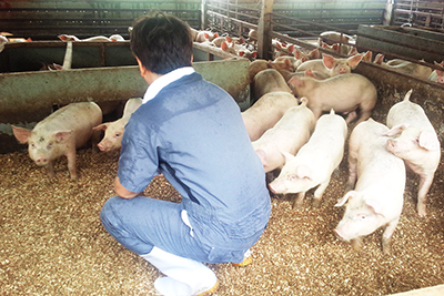 千葉県匝瑳市に本社をもつ養豚家が飼育