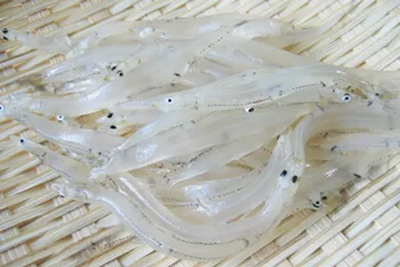 宍道湖産白魚