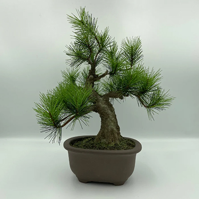 A-BONSAI® Moyogi Light
