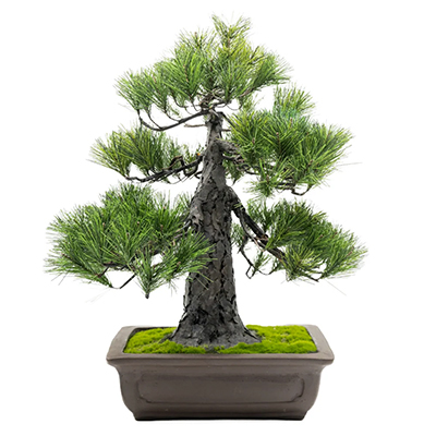 A-BONSAI® Chokkan