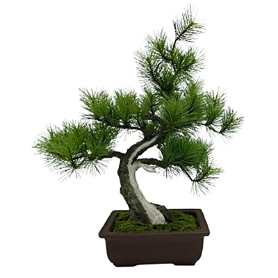 A-BONSAI® JinShari